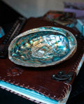 Scoică Rainbow Abalone (Paua) – Haliotis Iris